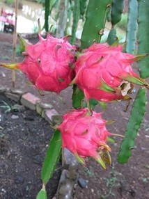 Aneka Resep kue dari buah naga_alineaku