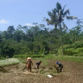 Aku Bangga Lahir di Tengah Keluarga Petani Kampung_alineaku