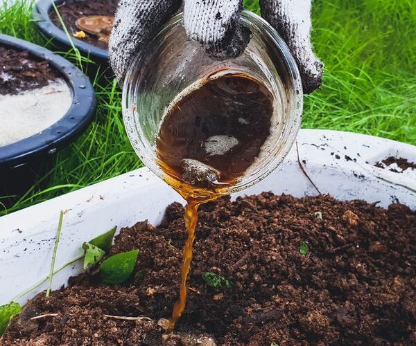 Cara membuat pupuk organik cair perangsang bunga dan buah