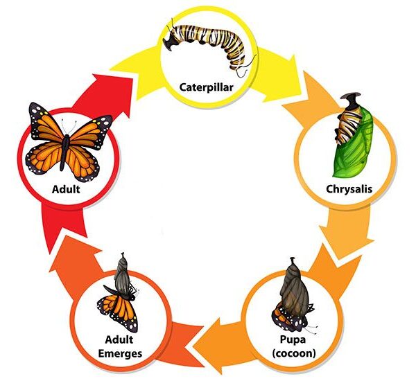 Metamorfosis Sempurna_alineaku