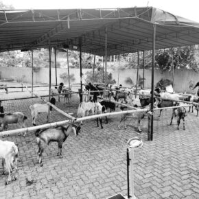 Menimbang Kadar Kesalehan_alineaku