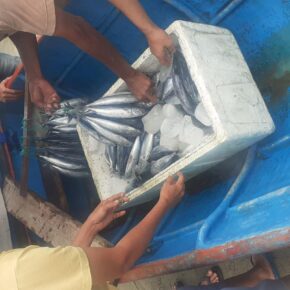 Berburu Ikan di Pelabuhan Nelayan_alineaku