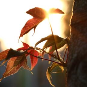 Daun - Daun Di Pelataran Senja_alineaku