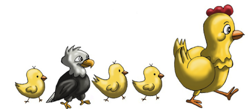 ANAK ELANG DALAM ASUHAN AYAM_alineaku