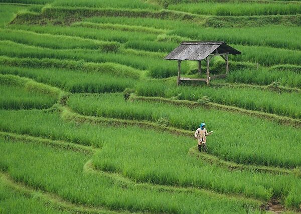 THE MIRACLE_alineaku