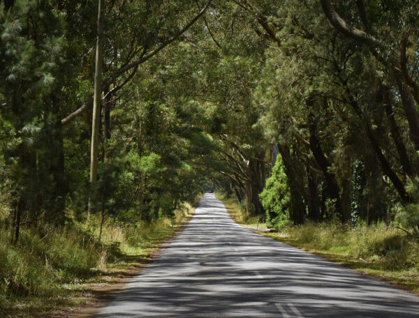 Dari Perbatasan ke Jalan Ijen_alineaku