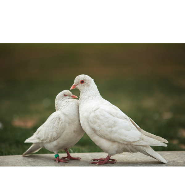 BAB 21 – JATUH CINTA_alineaku