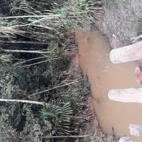 Bab III-Antara Sawit dan Sungai_alineaku