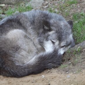 Kitab Kebusukan dan Serigala_alineaku