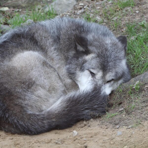 Kitab Kebusukan dan Serigala_alineaku